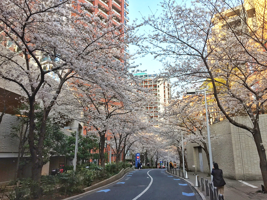 桜の花と子供の歓声が競演する六本木さくら坂