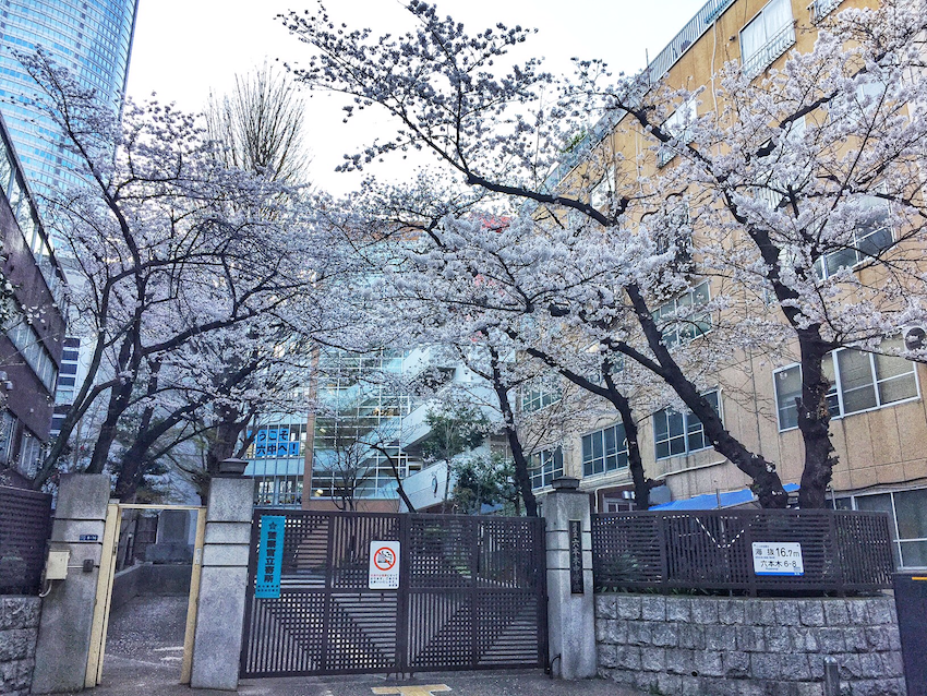 校門の両脇で生徒の入学を待つ港区立六本木中学校の桜