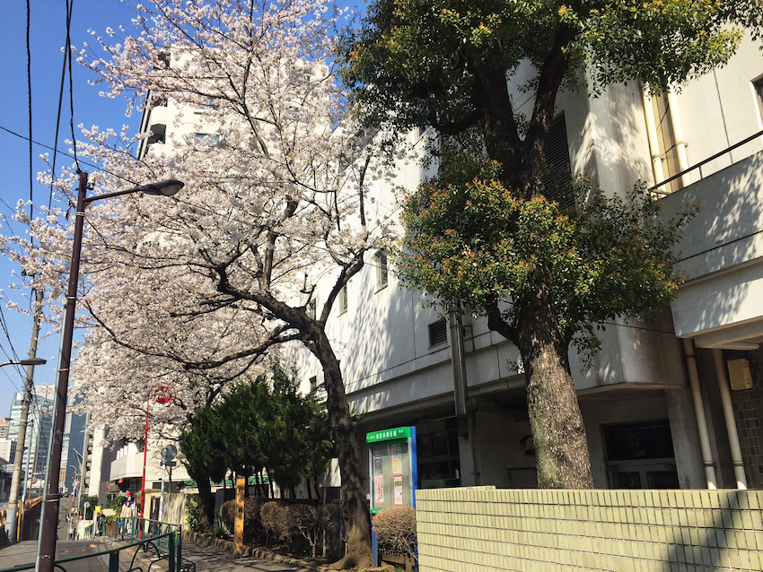 校舎と道路とのわずかな隙間に植わる桜が花を咲かせる港区立麻布小学校